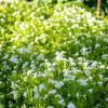 Bild: waldmeister-maikraut-labkraut-jungpflanzen_21820.jpg 