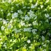 Bild: waldmeister-maikraut-wohlriechendes-labkraut_21818.jpg 