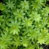 Bild: waldmeister-pflanze-biogartenversand-hof-jeebel_21817.jpg 