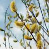 Bild: weidenkaetzchen-pollenweide-salix-megapollis_16028.jpg 