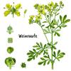 Bild weinraute-samen-ruta-graveolens_4005.jpg