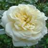 Bild weisse-rosen-pflanzen-getopft-white-gold_17022.jpg