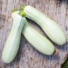 Bild weisse-zucchini-erken-bio-saatgut-cucurbita-pepo_16140.jpg