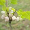 Bild: weisse_maulbeeren_b.jpg 