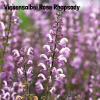 Bild wiesensalbei-rose-rhapsody_18768.jpg