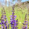 Bild wiesensalbei-salvia-pratensis-biogartenversand.jpg