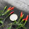 Bild wildchili_pflanze_2_11699.jpg