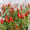 Bild wildchili_pflanze_4.jpg