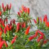 Bild wildchili_pflanze_5.jpg