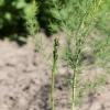 Bild wilder-spargel-pflanzgut.jpg