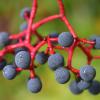 Bild wilder-wein-jungfernrebe-hof-jeebel_15012.jpg