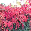 Bild wilder-wein-parthenocissus-quinquefolia-hof-jeebel_15009.jpg