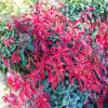 Bild wilder-wein-parthenocissus-quinquefolia_15010.jpg