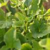 Bild wilder_spinat_guter_heinrich_c_13214.jpg