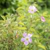 Bild wildrose-apfelrose-rosa-villosa_17438.jpg