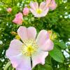 Bild wildrosen-bestellen-hundsrosen-hagebuttenrosen_16585.jpg