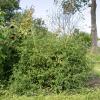Bild wildtomate-rote-murmel-pflanze_20251.jpg