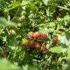 Bild wildtomate-rote-murmel_pflanze_20252.jpg