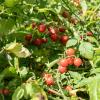 Bild wildtomate-rote_murmel_pflanze_7254.jpg