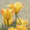 Bild: wildtulpe-bronze-charm-blumenzwiebeln-1_20983.png 