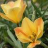Bild: wildtulpe-bronze-charm-blumenzwiebeln-2_20984.png 