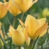 Bild: wildtulpe-bronze-charm-blumenzwiebeln-3_8006.png 