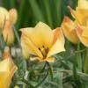 Bild: wildtulpe-bronze-charm-blumenzwiebeln-4_20985.png 