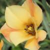 Bild: wildtulpe-bronze-charm-blumenzwiebeln-5_20986.png 