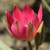 Bild: wildtulpe-little-beauty-blumenzwiebeln-5_20998.png 