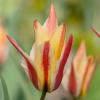 Bild: wildtulpe-tinka-blumenzwiebeln_20982.png 