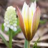 Bild: wildtulpe-tulipa-tarda-blumenzwiebeln-1_20992.png 
