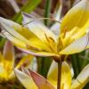 Bild: wildtulpe-tulipa-tarda-blumenzwiebeln-2_20991.png 