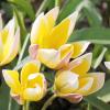 Bild: wildtulpe-tulipa-tarda-blumenzwiebeln-3_20993.png 