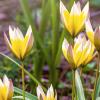 Bild: wildtulpe-tulipa-tarda-blumenzwiebeln-4_4310.png 