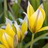 Bild: wildtulpe-tulipa-tarda-blumenzwiebeln-5_20990.png 
