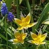 Bild wildtulpe-tulipa-tarda-blumenzwiebeln_15918.jpg