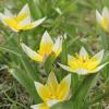 Bild wildtulpe_tarda_a.jpg