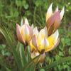 Bild wildtulpe_tarda_b_12273.jpg
