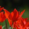 Bild: wildtulpen-zwanenburg-blumenzwiebel_15756.jpg 