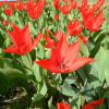 Bild: wildtulpen-zwanenburg-blumenzwiebeln_15916.jpg 