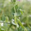 Bild wintereiweisserbse_efb_33_bio_3_11633.jpg
