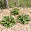Bild winterkopfsalat-tremont-biogartenversand-hof-jeebel_13861.jpg