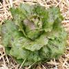 Bild winterkopfsalat-tremont-jungpflanze_20594.jpg