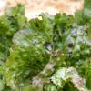 Bild winterkopfsalat-tremont_pflanze-kaufen_20595.jpg