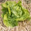 Bild winterkopfsalat-valdor-jungpflanze-herbst.jpg