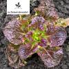 Bild wintersalat-maria-im-maerz-salat-ueberwintern_16804.jpg