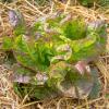 Bild wintersalat-wintermarie-aus-kroatien_11122.jpg
