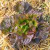 Bild wintersalate-maria-wintergemuese-marie-saatgut_16857.jpg
