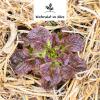 Bild wintersalate-sorte-maria-im-maerz-salat-ueberwintern_16803.jpg