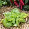 Bild winterschnittsalat-gruener-verte-d-hiver-hof-jeebel.jpg